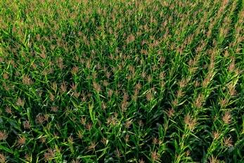 Maize Flour Processing in Kirinyaga — photo 3