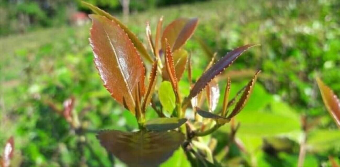 Miraa Farming in Embu