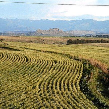 Miraa Farming in Embu — photo 2