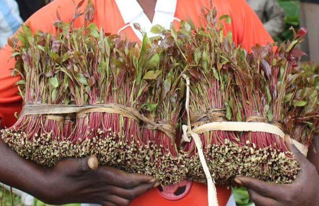 Miraa Farming in Embu — photo 3