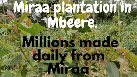 Miraa Farming in Embu — photo 4