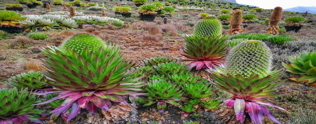 Mount Kenya National Park — photo 5