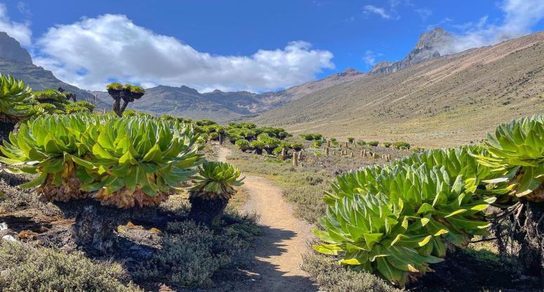 Mount Kenya National Park — photo 6