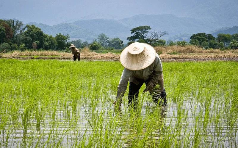 Mwea Irrigation Scheme