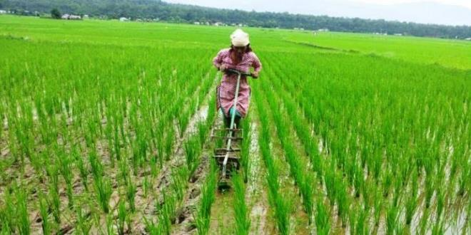 Mwea Irrigation Scheme — photo 2