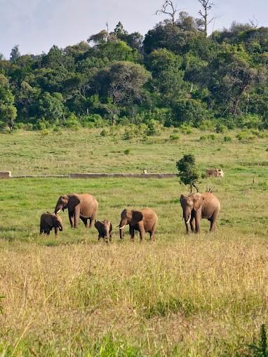 Ngare Ndare Forest Reserve — photo 4